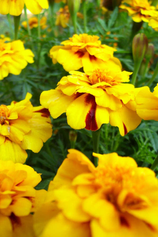 Tagetes