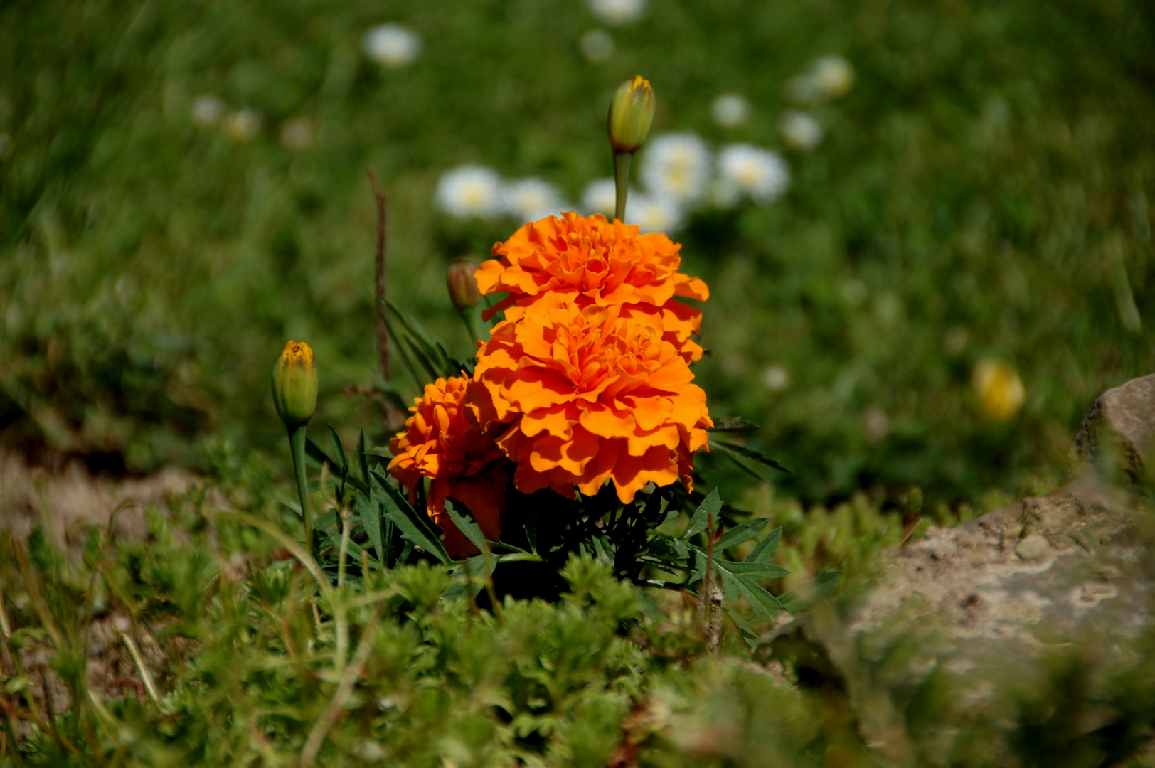 *Tagetes*