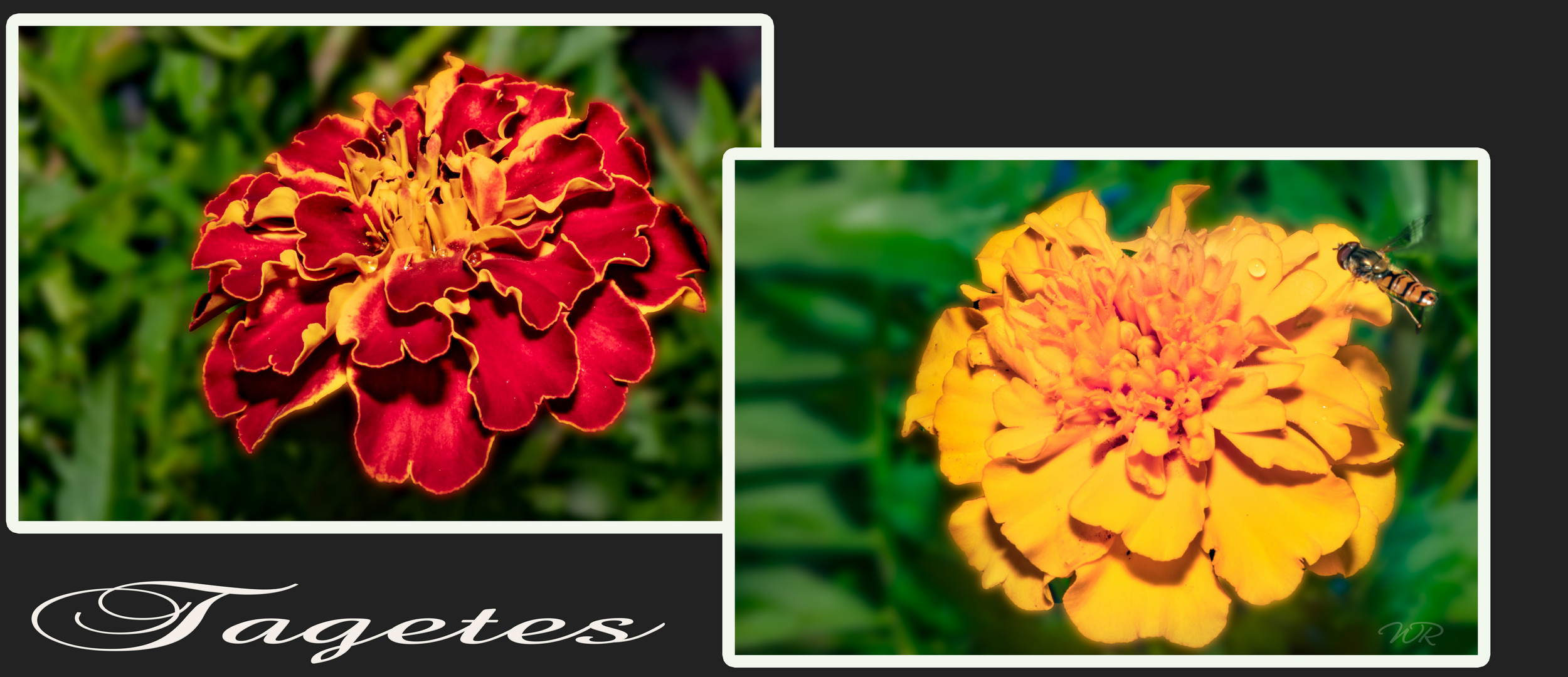 Tagetes-Collage