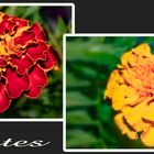 Tagetes-Collage