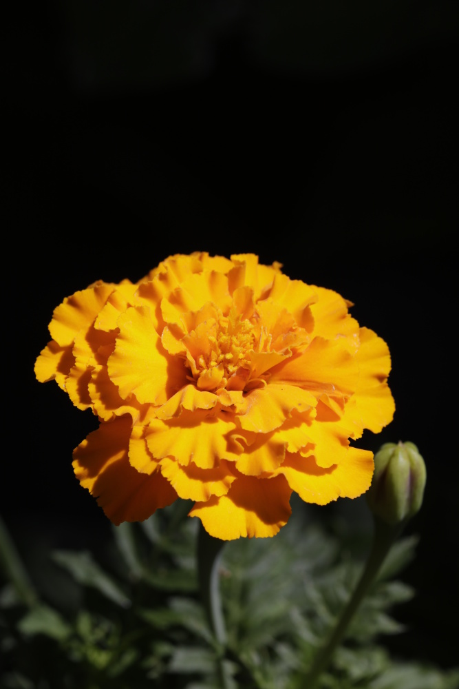 Tagetes