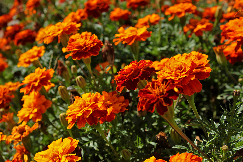 Tagetes