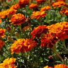 Tagetes