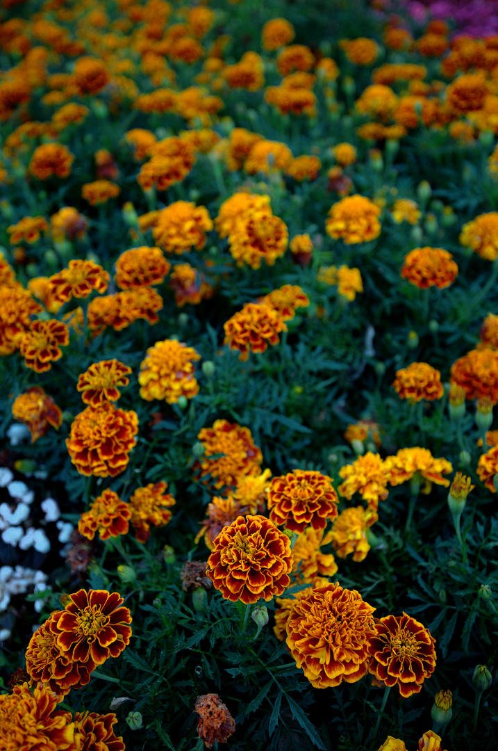 Tagetes