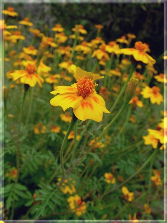 Tagetes