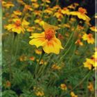 Tagetes