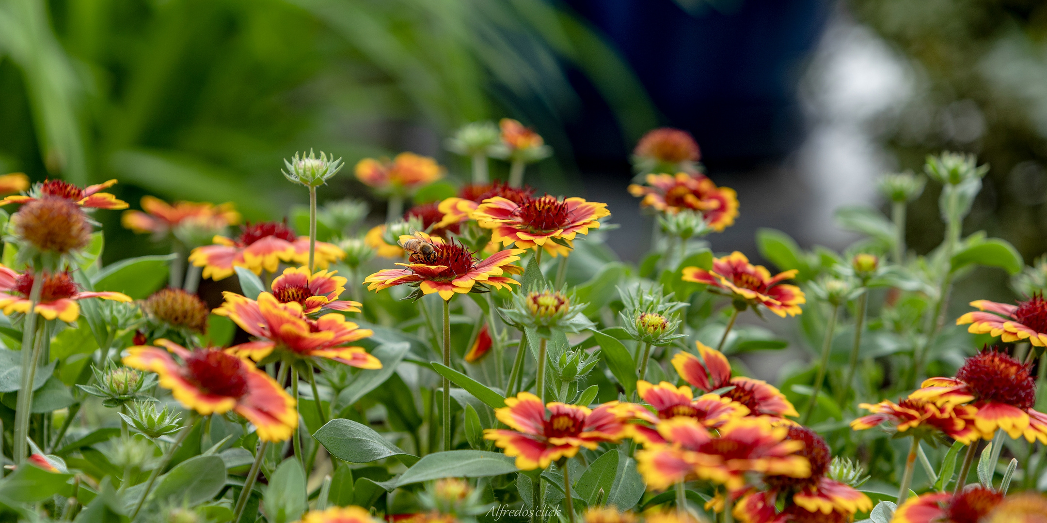 Tagetes