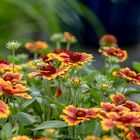 Tagetes