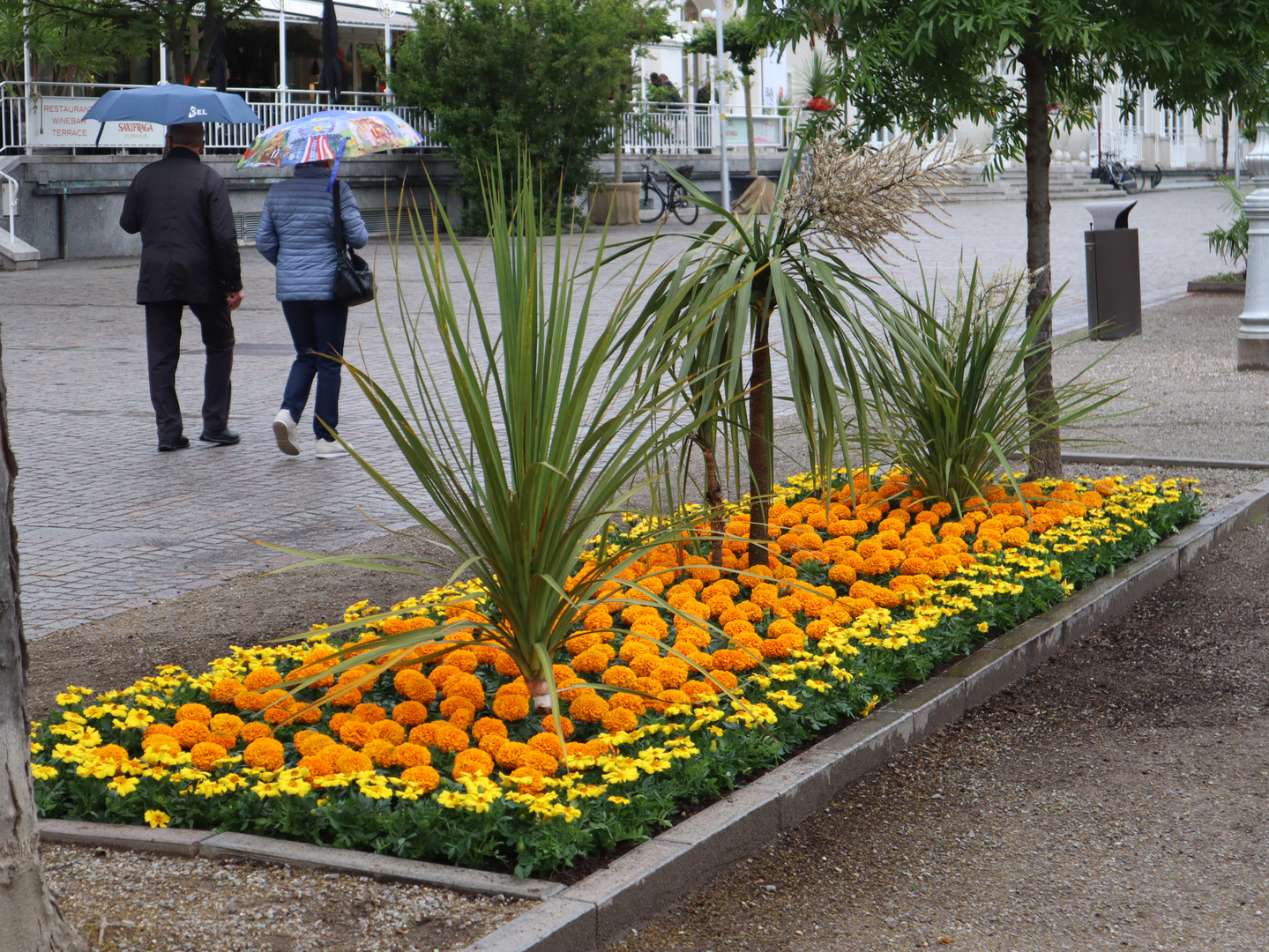 Tagetes