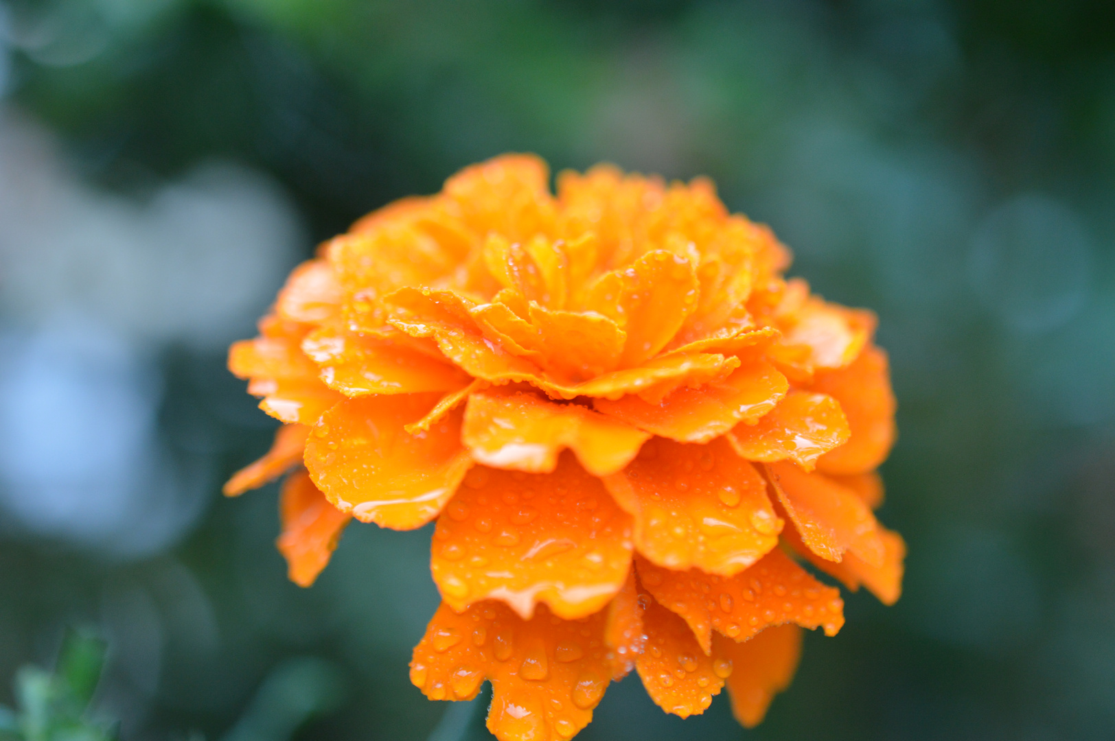 Tagetes