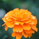 Tagetes