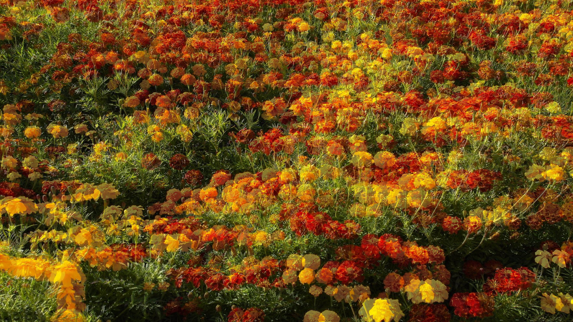 Tagetes Feld (3D Polfilter Monitor)