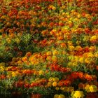 Tagetes Feld (3D Polfilter Monitor)