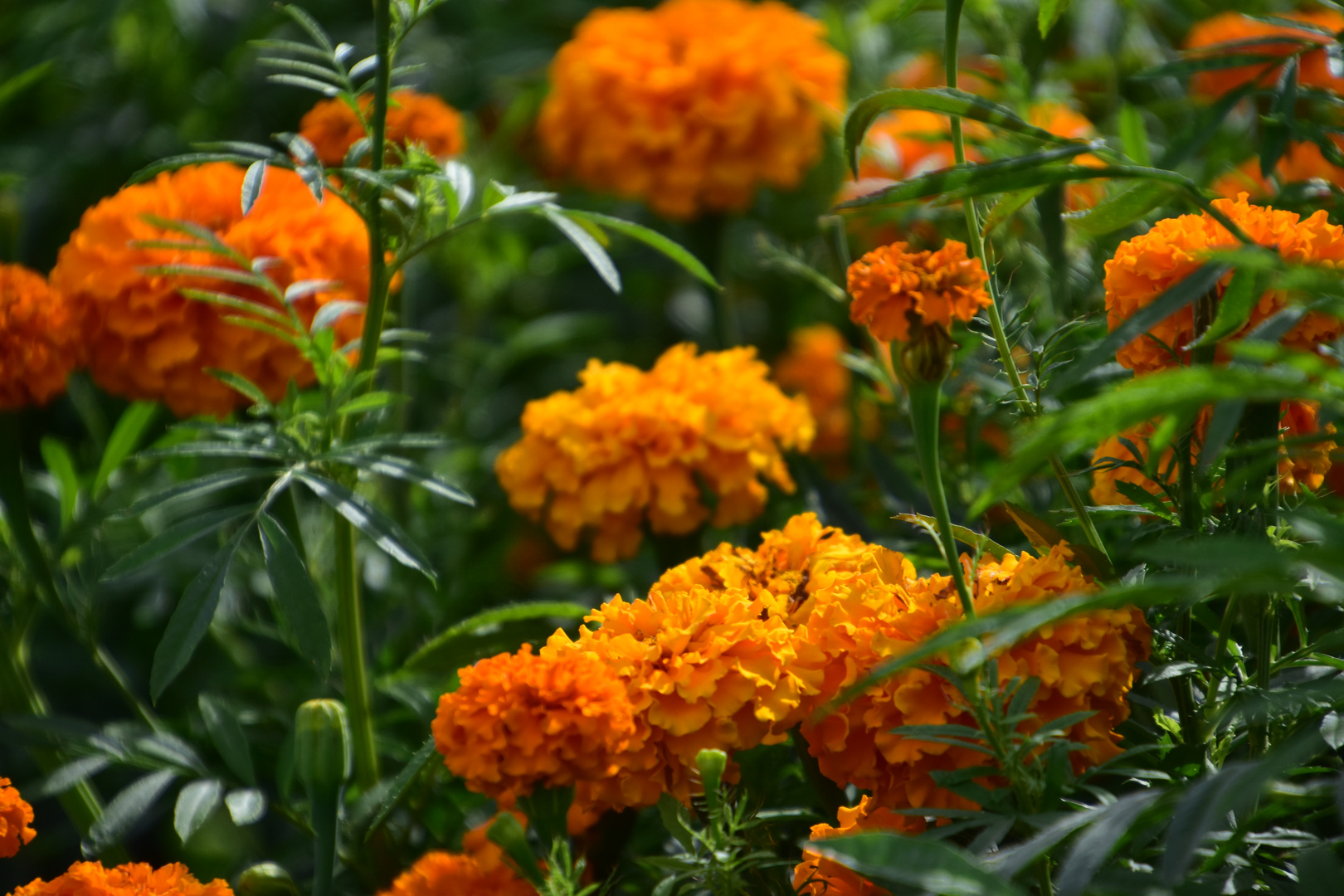 Tagetes - Feld 