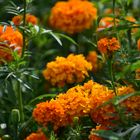 Tagetes - Feld 