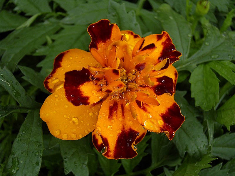 Tagetes - frisch geduscht