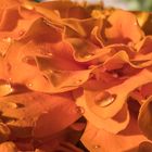 Tagetes, frisch gegossen