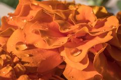 Tagetes, frisch gegossen