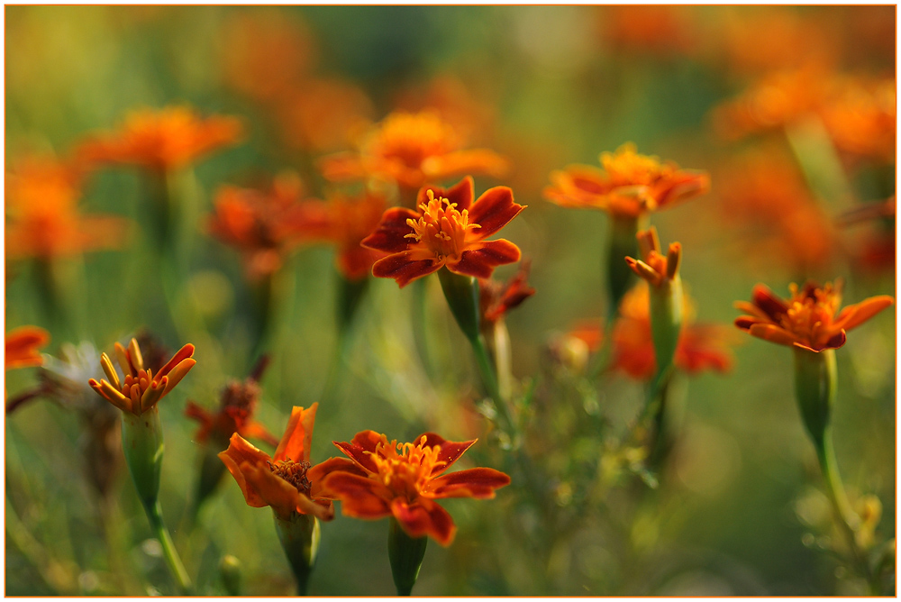 Tagetes im Abendlicht