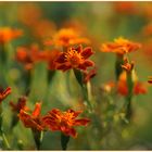 Tagetes im Abendlicht