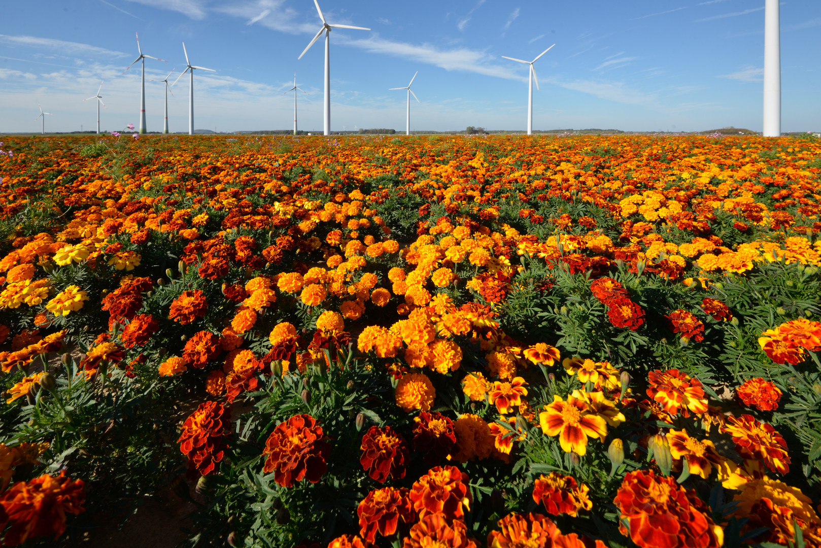 Tagetes (im) Feld 2