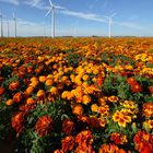 Tagetes (im) Feld 2