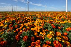 Tagetes (im) Feld 2