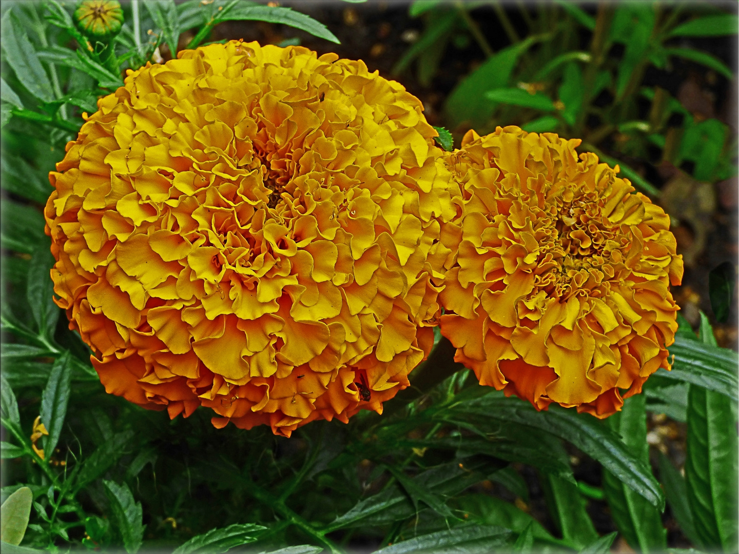 Tagetes im Schloßpark Düsseldorf-Benrath