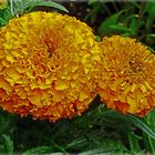 Tagetes im Schloßpark Düsseldorf-Benrath