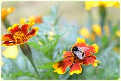 Tagetes mit Hummel