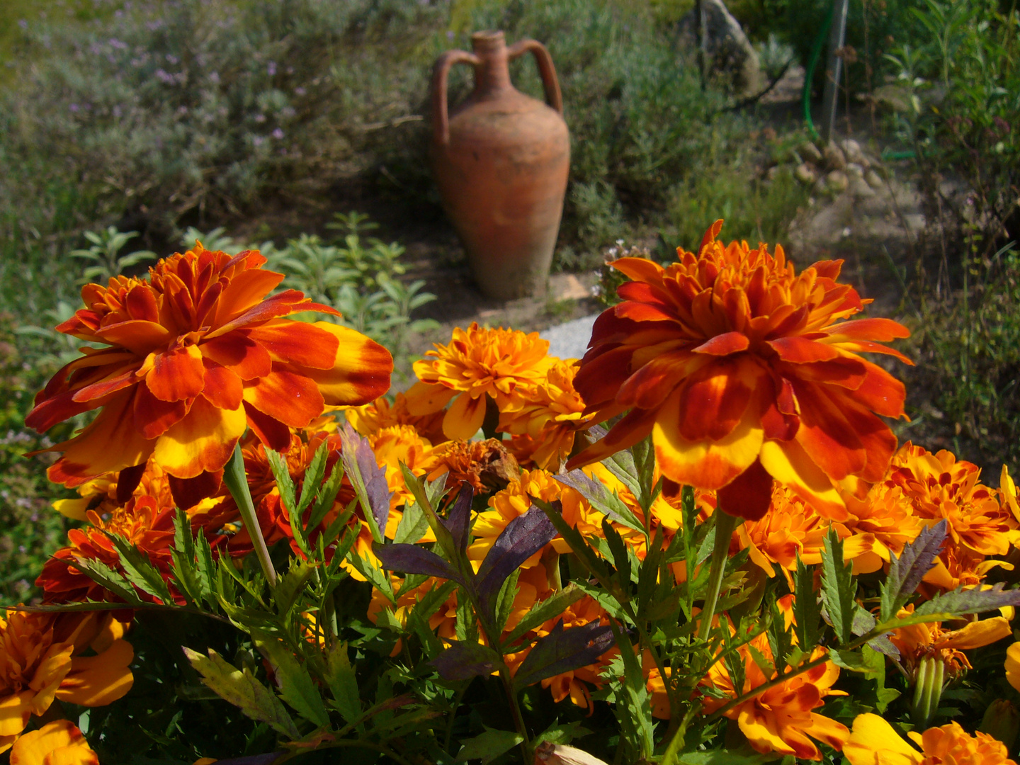 Tagetes mit Krug