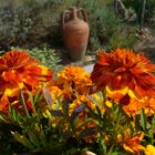 Tagetes mit Krug