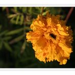 Tagetes mit Morgentau