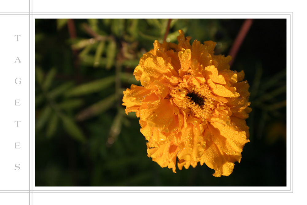 Tagetes mit Morgentau