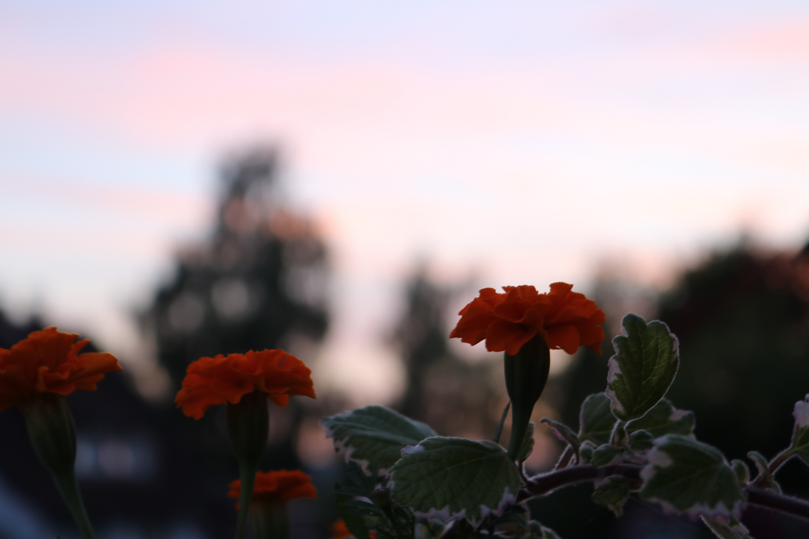 Tagetes mit Sonnenuntergang