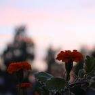 Tagetes mit Sonnenuntergang