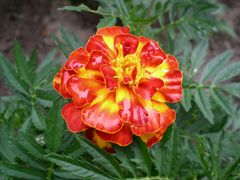 Tagetes nach dem Sommerschauer