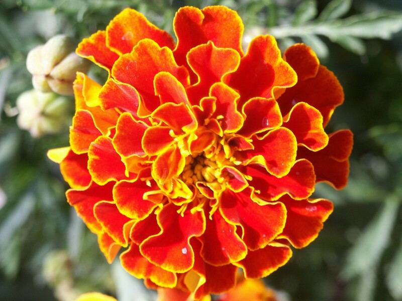 Tagetes patula (Tagetes)