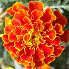 Tagetes patula (Tagetes)