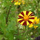 Tagetes patula("Jolly Jester")(Hohe gestreifte Studentenblume)