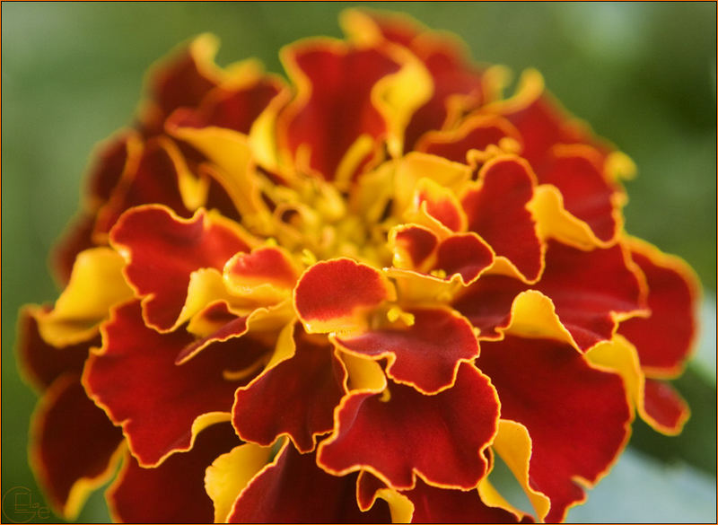 tagetes rl