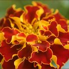 tagetes rl