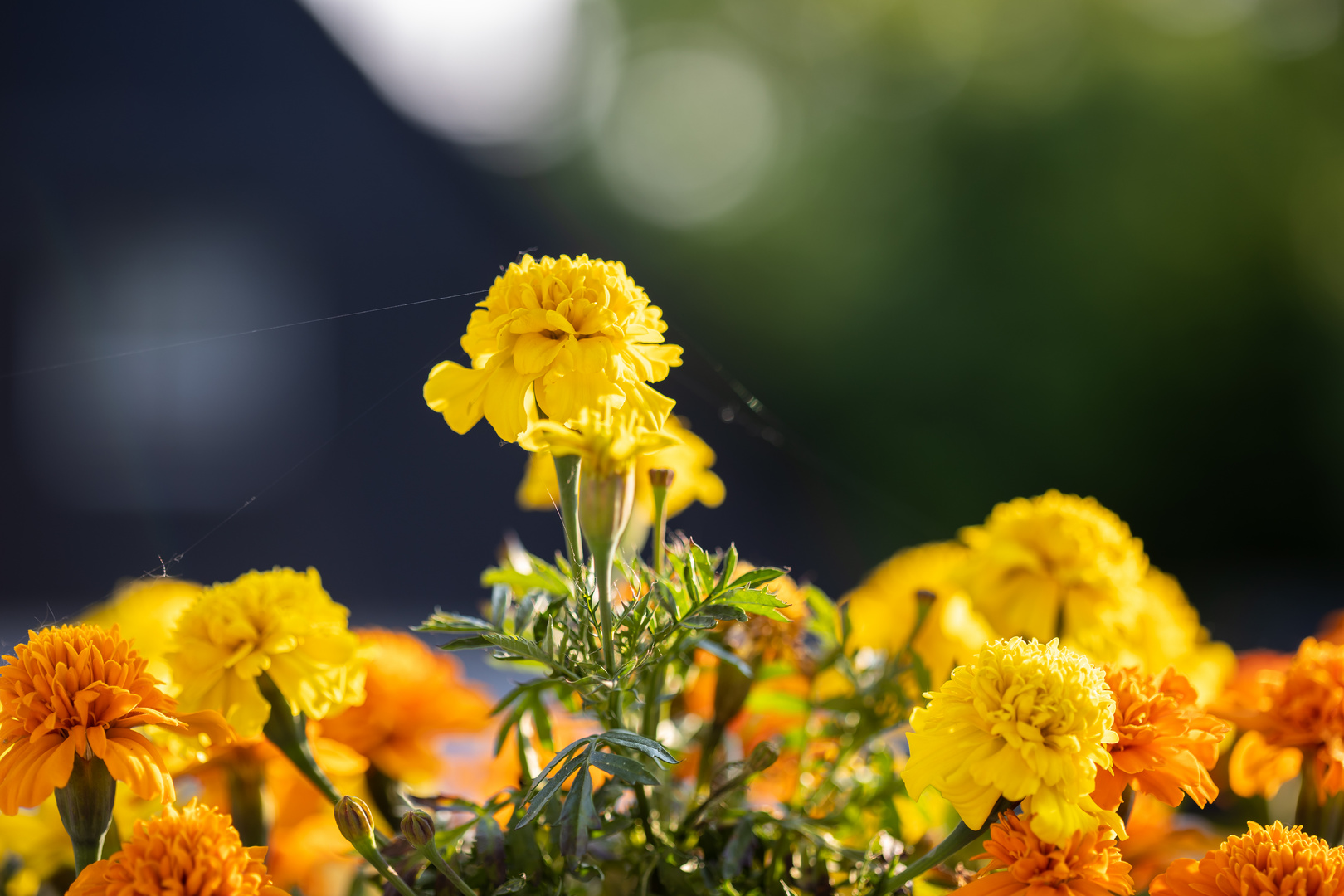 Tagetes Spinnfaden