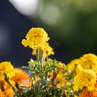 Tagetes Spinnfaden