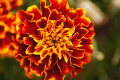 Tagetes (Studentenblume)