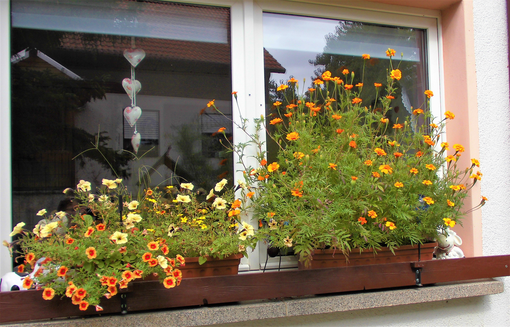  - Tagetes - Studentenblumen - 