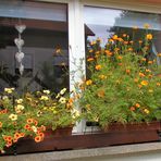  - Tagetes - Studentenblumen - 