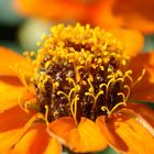 Tagetes - übersehene Schönheit