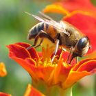 Tagetes und Biene