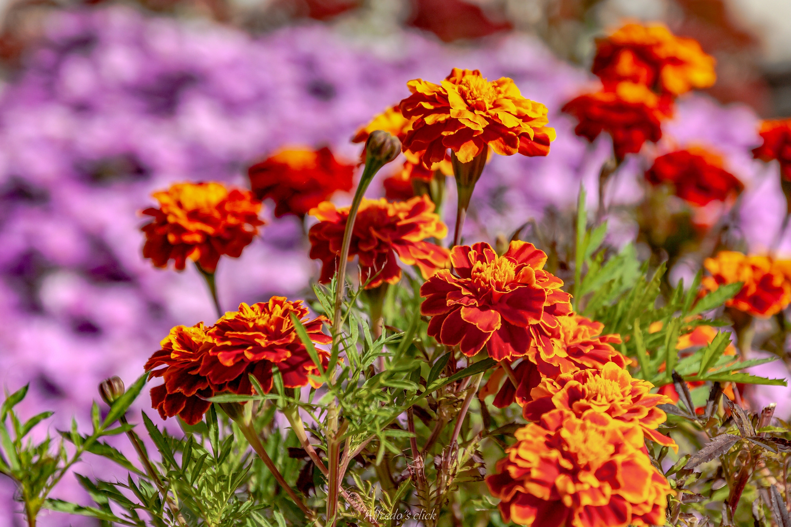 Tagetes, von der Sonne geküsst.